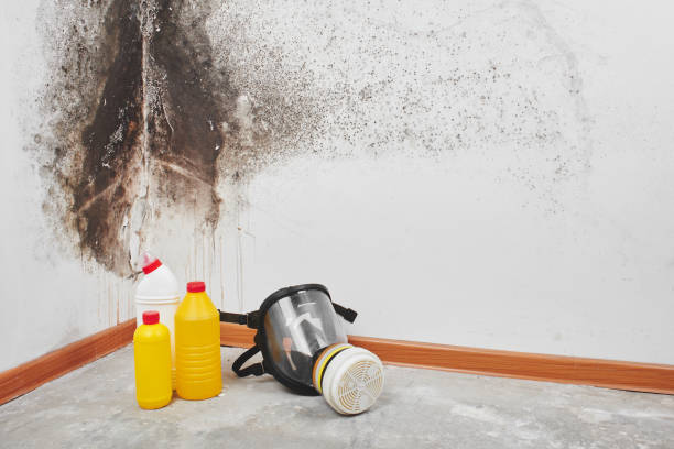 Mold Testing and Removal in Calipatria, CA