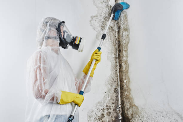 Best Residential Mold Removal  in Lipatria, CA