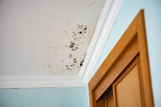 Best Local Mold Removal Service  in Lipatria, CA