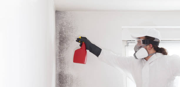 Best Mold Testing and Removal  in Lipatria, CA