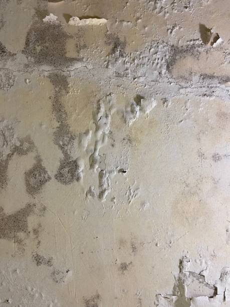 Office Mold Removal Services in Calipatria, CA