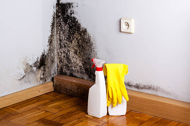 Best Crawl Space Mold Removal  in Lipatria, CA