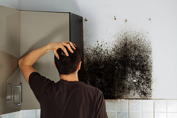 Best Mold Testing  in Lipatria, CA