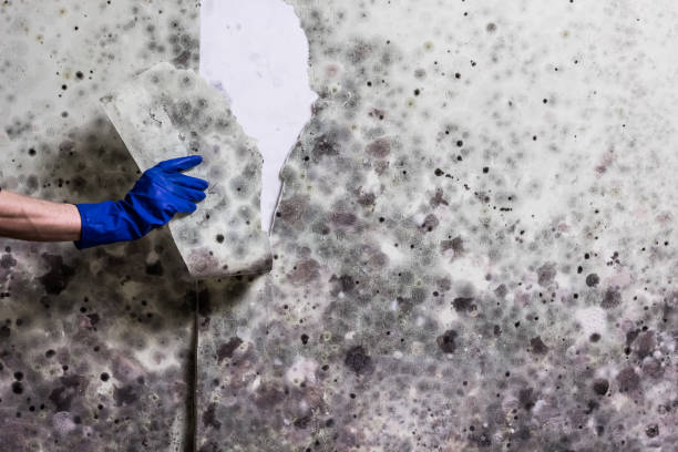 Best Mold Cleaning Services  in Lipatria, CA